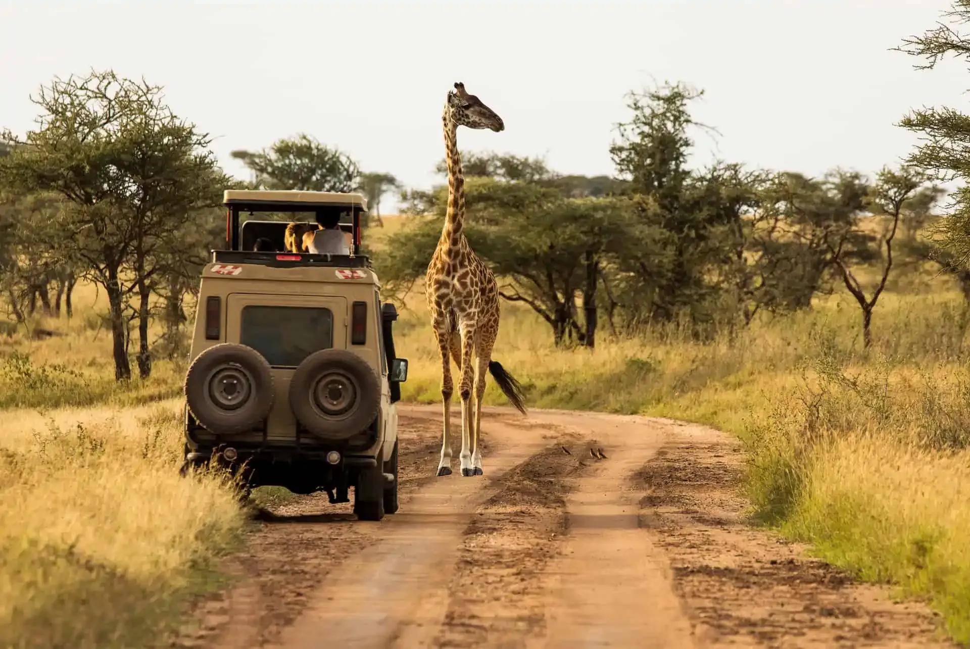 Trip card image of Lo mejor de Kenia